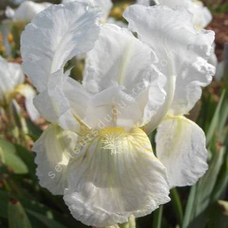 Iris florentina - Iris de Florence des parfumeurs
