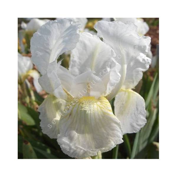 Iris florentina - Iris de Florence des parfumeurs