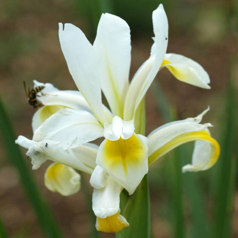 Iris spuria subsp. halophila