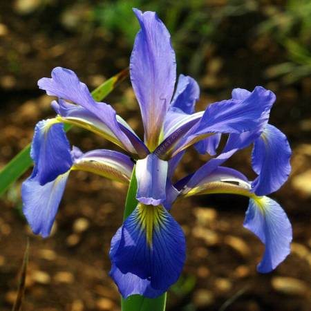 Iris spuria subsp. maritima