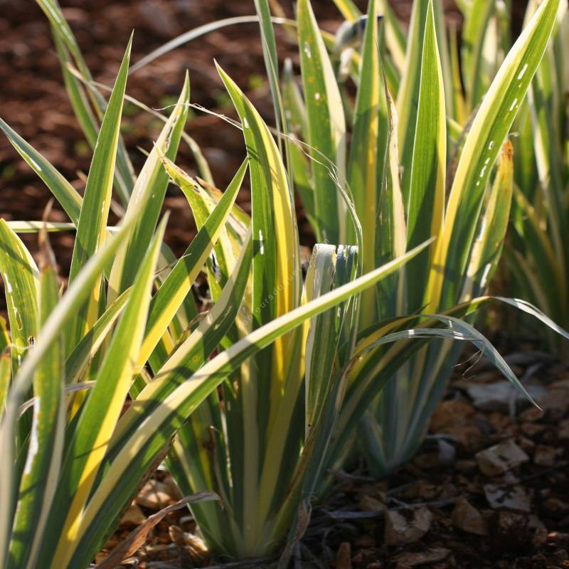 Iris pallida 'Variegata Aurea'