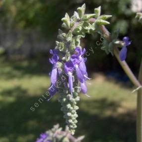 fleur de Salvia nutans - Sauge inclinée