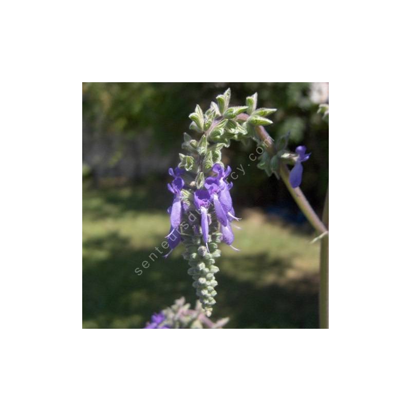 fleur de Salvia nutans - Sauge inclinée