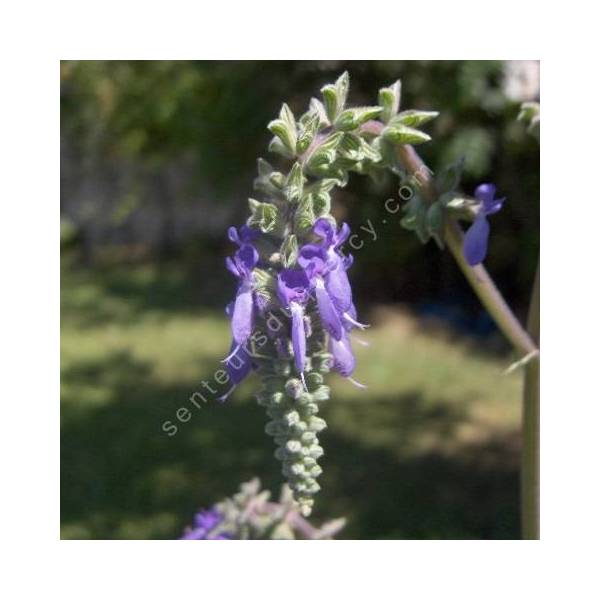 fleur de Salvia nutans - Sauge inclinée