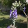 fleur de Salvia nutans - Sauge inclinée