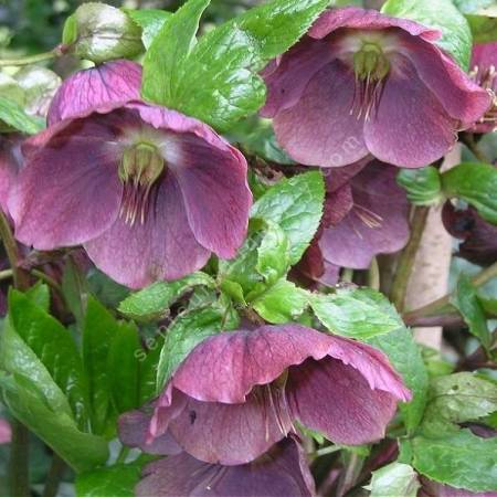 Helleborus orientalis - Rose de carême