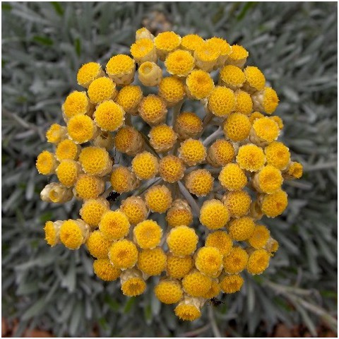 ou planter des immortelles