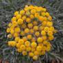 Helichrysum orientale, Immortelle d'orient