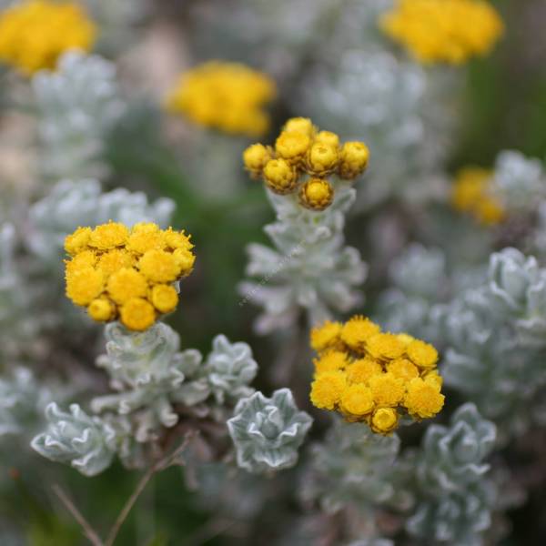 Helichrysum splendidum - Immortelle splendide Helichrysum splendidum - Immortelle splendide