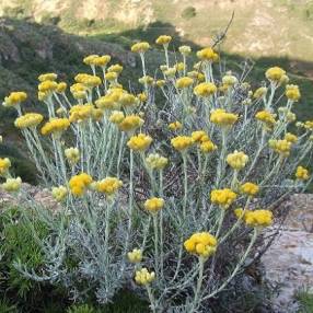 Helichrysum stoechas, Immortelle des dunes