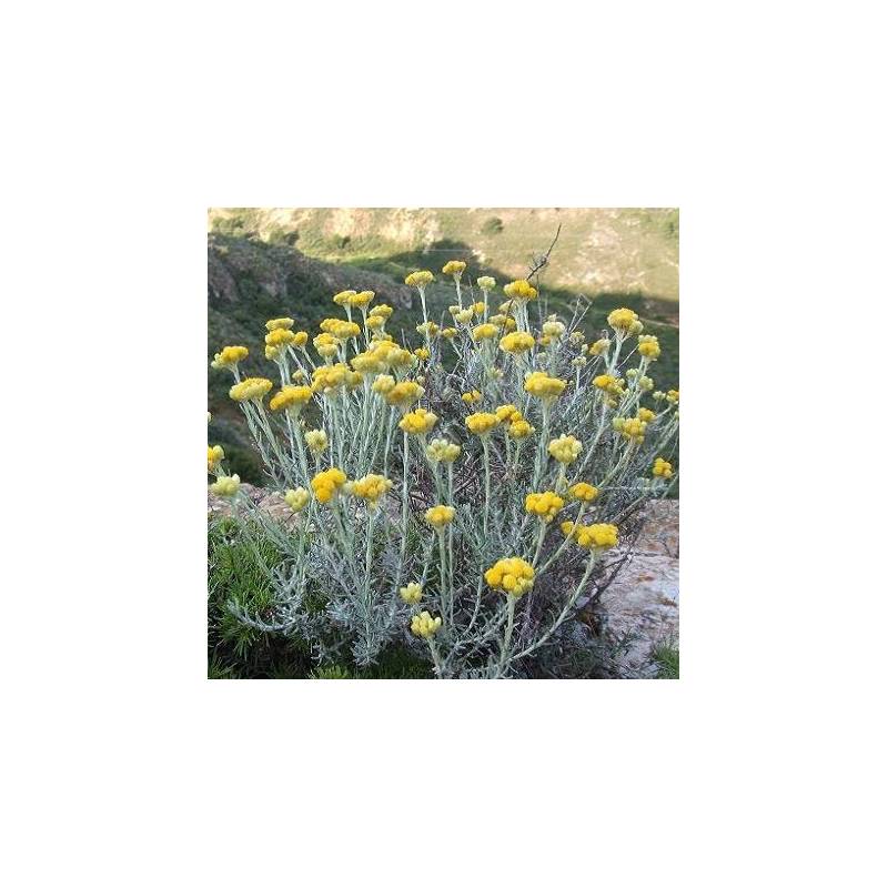 Helichrysum stoechas, Immortelle des dunes