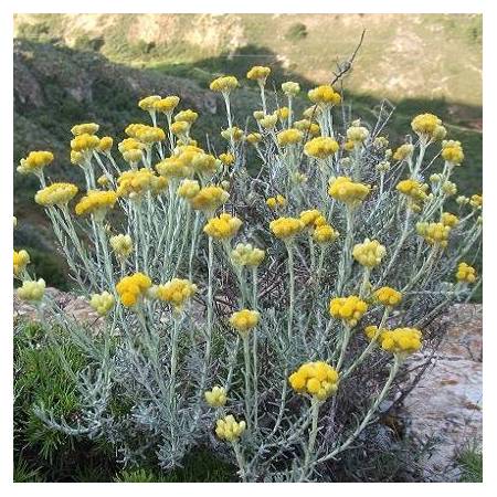 Helichrysum stoechas, Immortelle des dunes