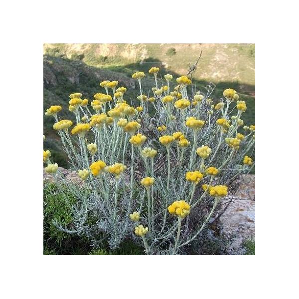 Helichrysum stoechas, Immortelle des dunes Helichrysum stoechas, Immortelle des dunes