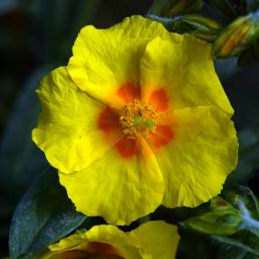 Helianthemum 'Ben Fhada' - Hélianthème