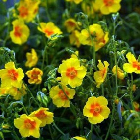 Plantes Vivaces Et Arbustes Dont Les Noms Botaniques