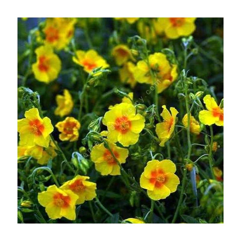 Helianthemum 'Ben Fhada' - Hélianthème