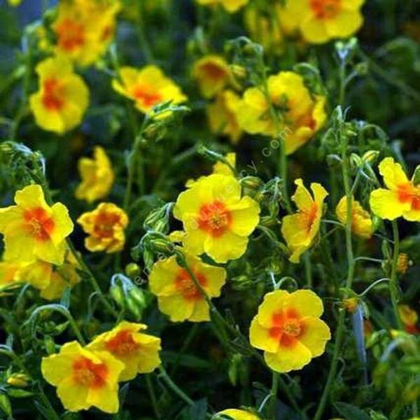 Hélianthème à fleur jaune à coeur rouge - Helianthemum 'Ben Fhada'