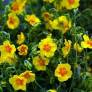 Helianthemum 'Ben Fhada' - Hélianthème