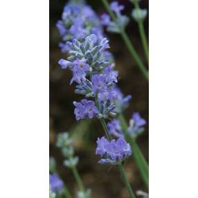 Lavandula angustifolia 'Cedar Blue', Vraie Lavande