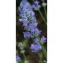 Lavandula angustifolia 'Cedar Blue', Vraie Lavande