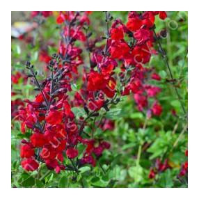 Salvia 'Rouge Compacte' - Sauge arbustive rouge foncée