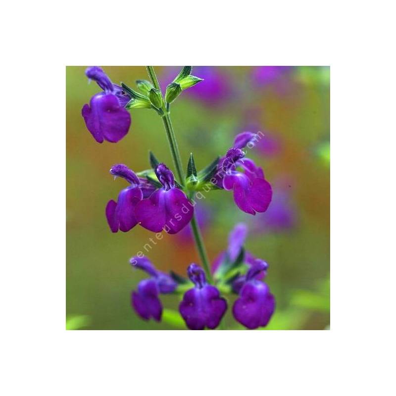 Fleur de Salvia 'Christine Yeo' - Sauge arbustive violette