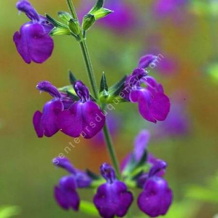 Fleur de Salvia 'Christine Yeo' - Sauge arbustive violette