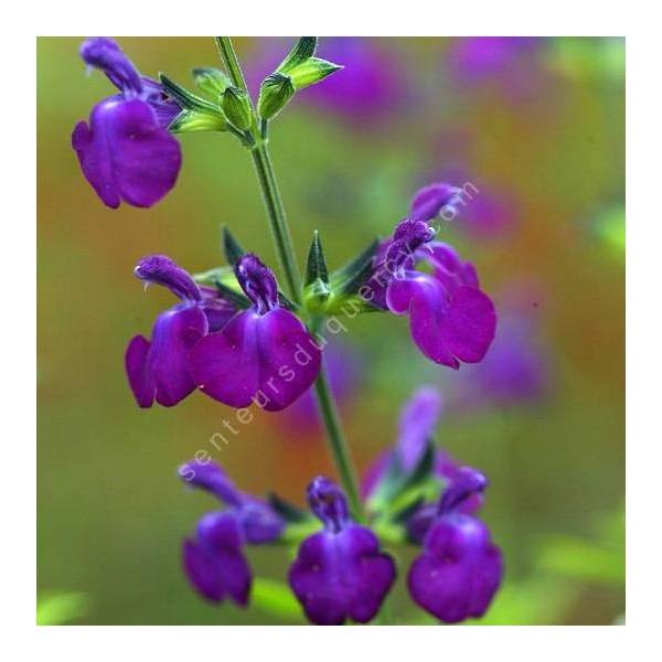 sauge arbustive rustique à fleur violette - Salvia 'Christine Yeo'