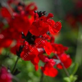 Fleur de Salvia 'Royal Bumble' - Sauge arbustive rouge foncée