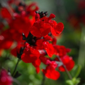 Salvia 'Royal Bumble' - Sauge arbustive rouge foncée