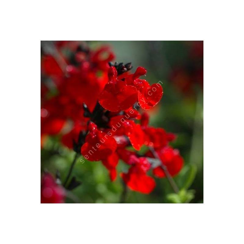 Fleur de Salvia 'Royal Bumble' - Sauge arbustive rouge foncée