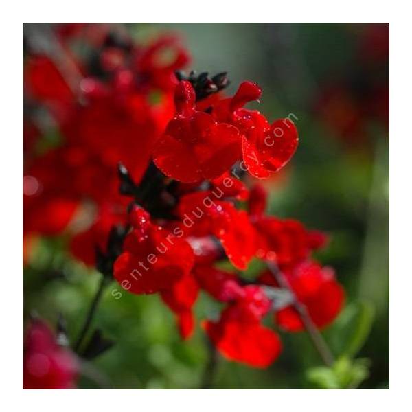 Fleur de Salvia 'Royal Bumble' - Sauge arbustive rouge foncée