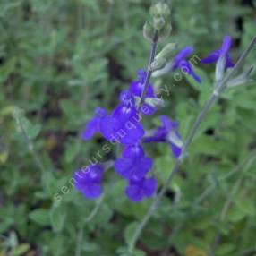 Fleur de Salvia chamaedryoides - Sauge arbustive bleue