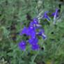 Fleur de Salvia chamaedryoides - Sauge arbustive bleue