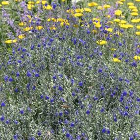 touffe de Salvia chamaedryoides var. isochroma - Sauge arbustive bleue