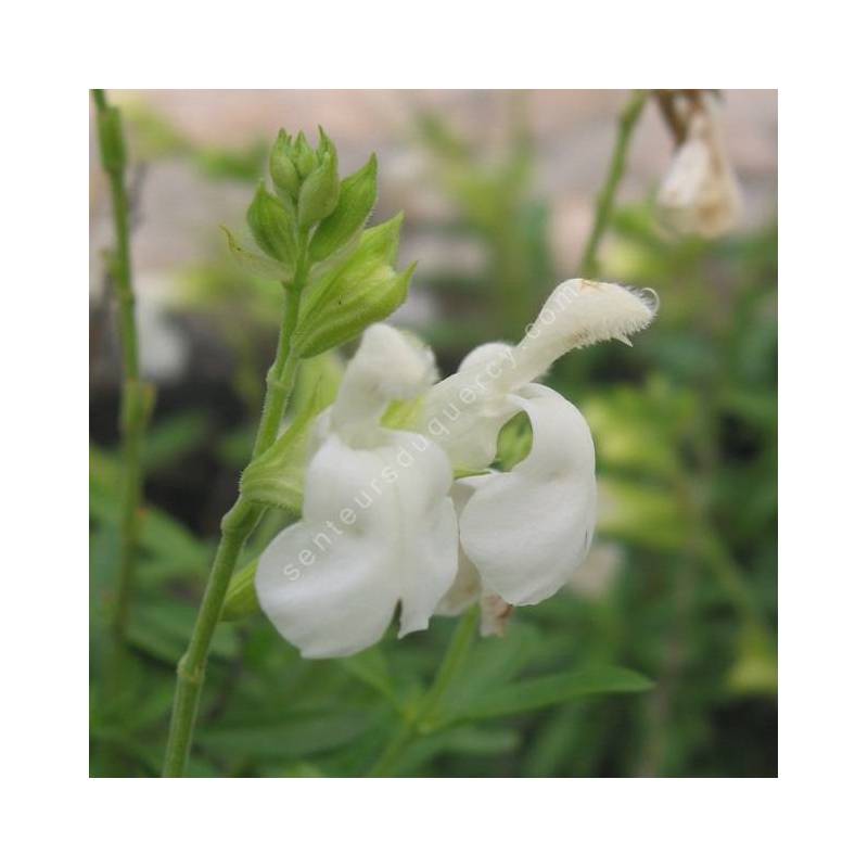 Fleur de Salvia greggii 'Alba' - Sauge de Gregg blanche