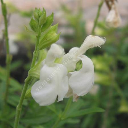 Fleur de Salvia greggii 'Alba' - Sauge de Gregg blanche