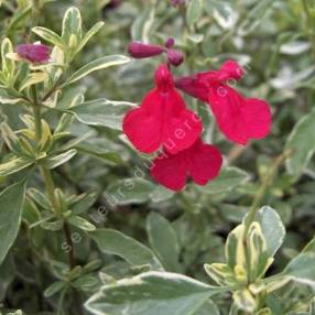 Fleur de Sauge de Gregg panachée - Salvia greggii 'Desert Blaze' 