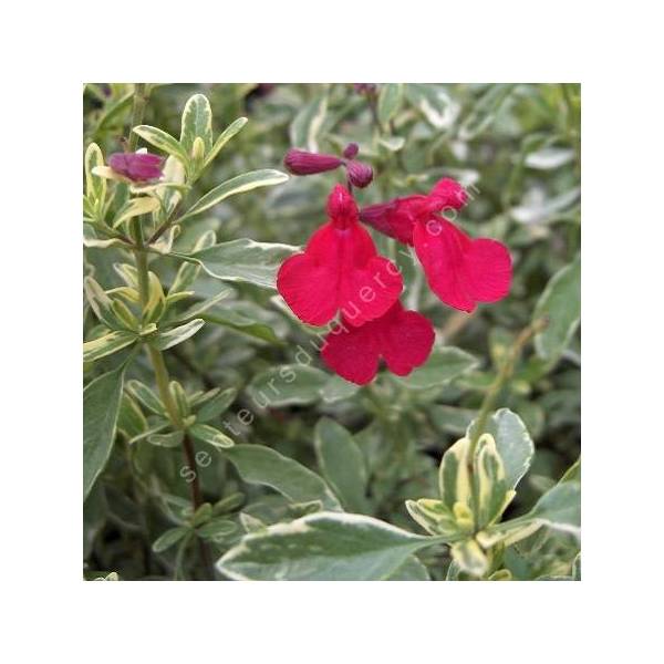 Fleur de Sauge de Gregg panachée - Salvia greggii 'Desert Blaze' 