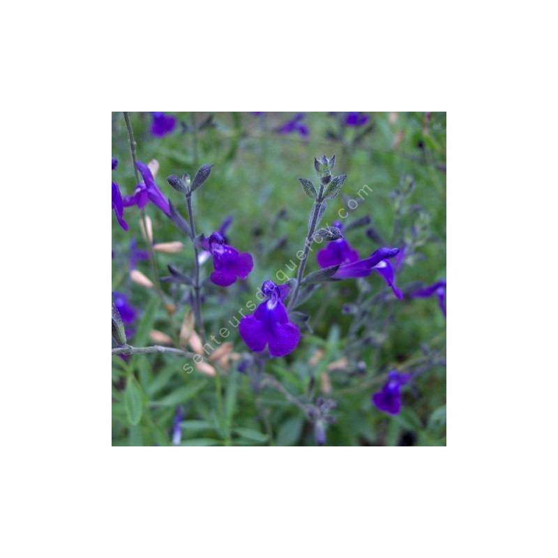 Fleur de Salvia lycioides - Sauge arbustive violette