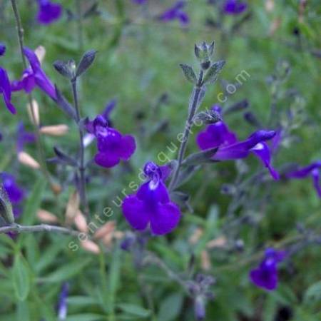 Fleur de Salvia lycioides - Sauge arbustive violette