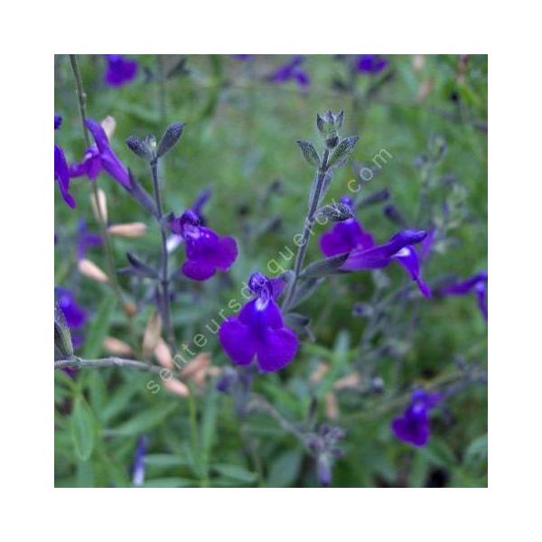 Fleur de Salvia lycioides - Sauge arbustive violette