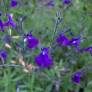 Fleur de Salvia lycioides - Sauge arbustive violette