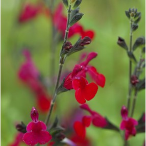 Salvia 'Bordeaux' - Sauge arbustive