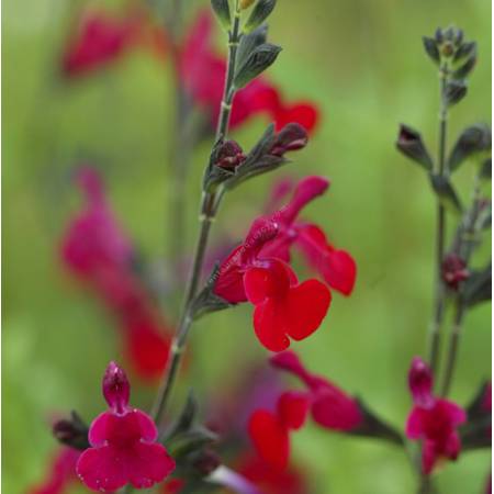 grappe de Salvia 'Bordeaux' - Sauge arbustive