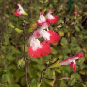 Fleur de Salvia 'Hot Lips' - Sauge arbustive blanche et rouge
