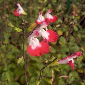 Salvia 'Hot Lips' - Sauge arbustive blanche et rouge