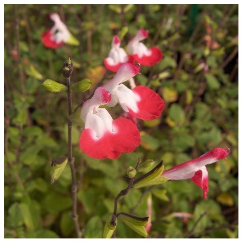 Salvia Hot Lips Sauge Arbustive Blanche Et Rouge