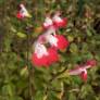 Fleur de Salvia 'Hot Lips' - Sauge arbustive blanche et rouge