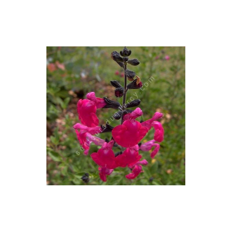 Fleur de Salvia 'Pink Blush' - Sauge arbustive rose